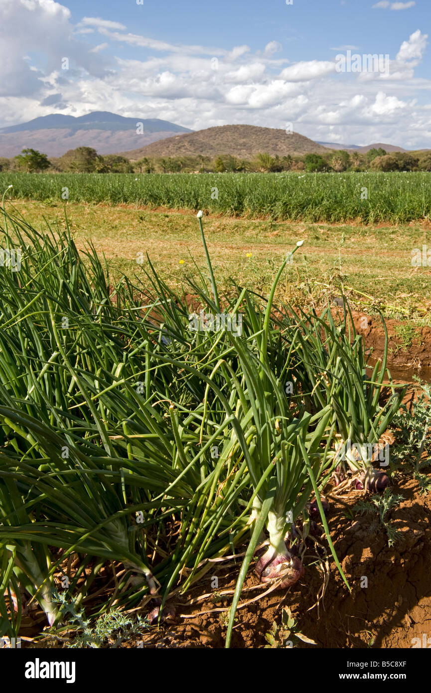 Onions are an important cash crop around Mangola Lake Eyasi.In Tanzania 80% of all onions are grown around Lake Eyasi. Stock Photo
