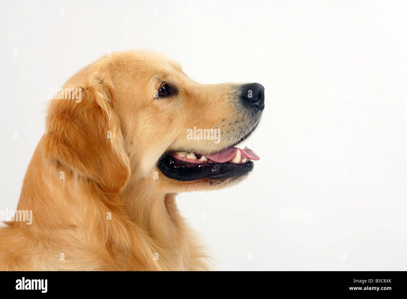 Golden Retriever Side High Resolution Stock Photography And Images Alamy