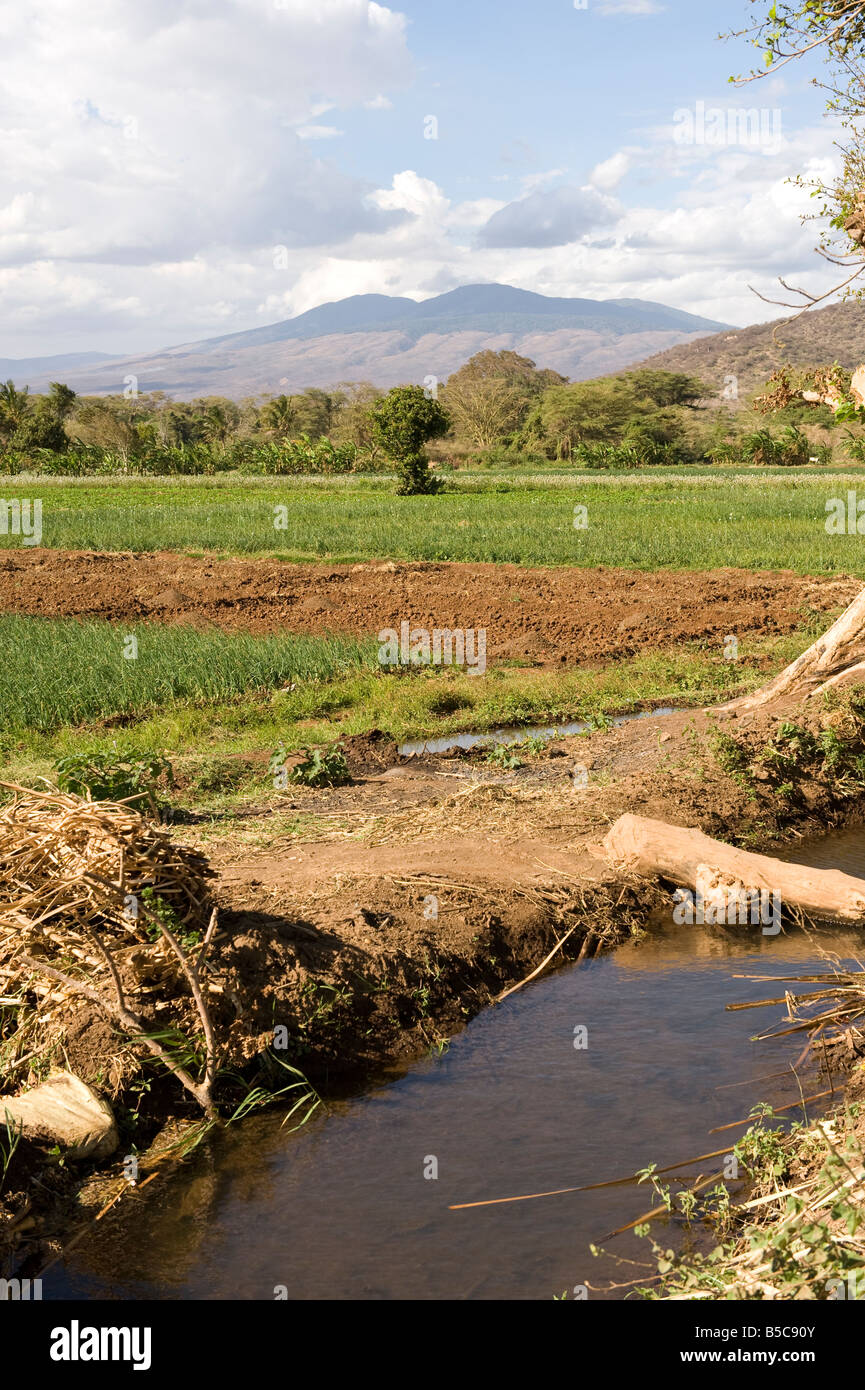 Onions are an important cash crop around Mangola Lake Eyasi.In Tanzania 80% of all onions are grown around Lake Eyasi. Stock Photo