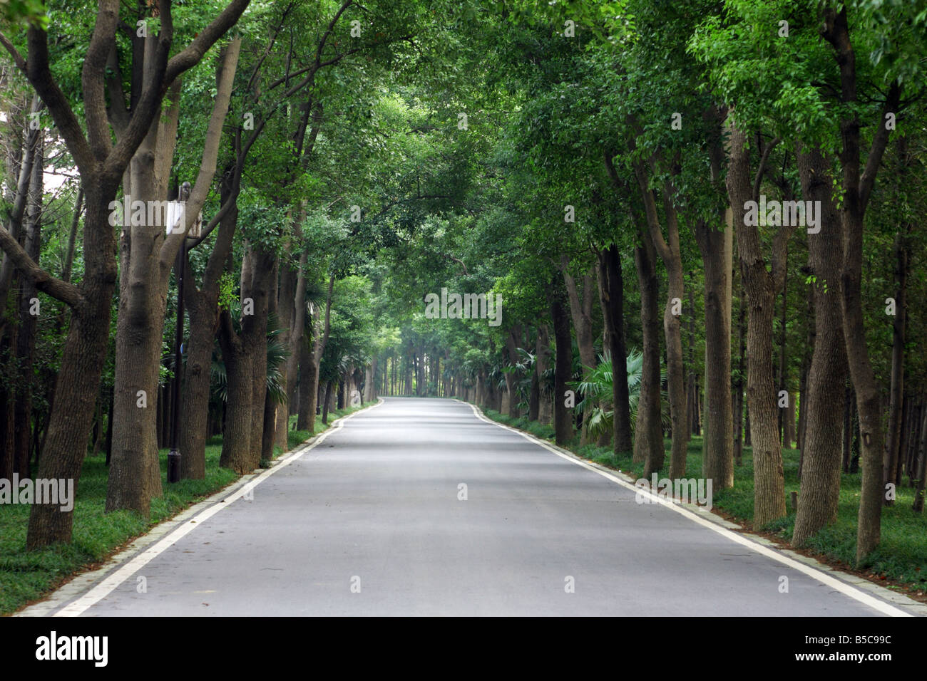 Roadside Cinnamon tree or Cinnamomum camphora or Camphor tree or Camphorwood or camphor laurel in Jiangsu Province China Stock Photo
