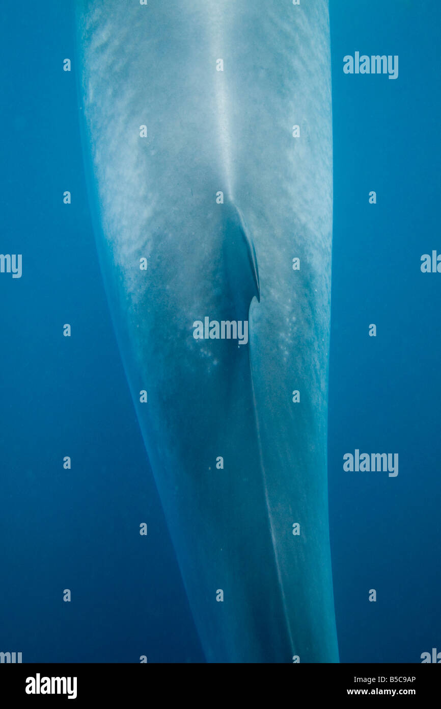 Dwarf Minke Whale Zwergwal Balaenoptera acutorostrata back with dorsal fin Stock Photo