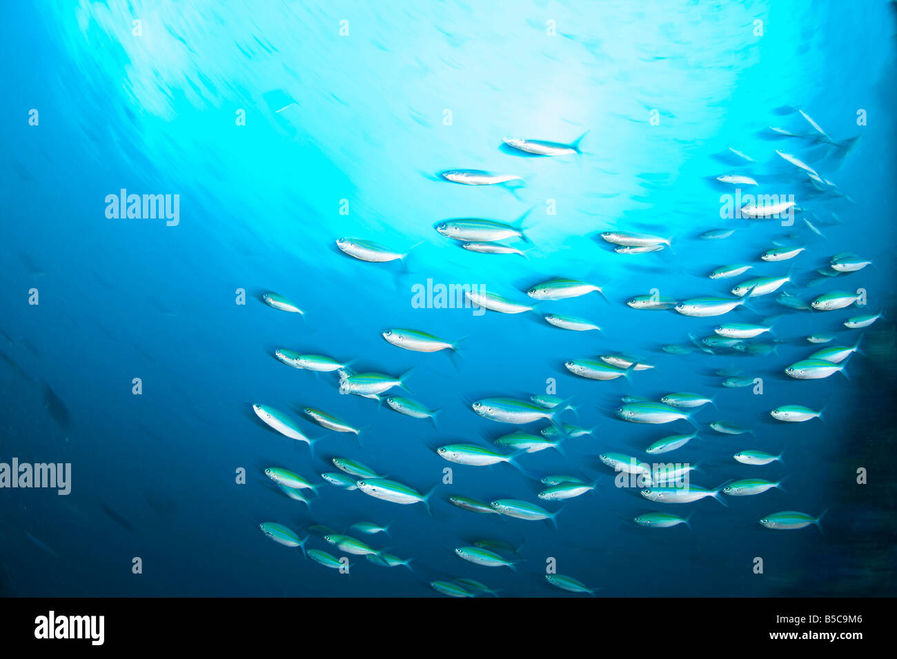 Schooling Bigeye Snappers Stock Photo