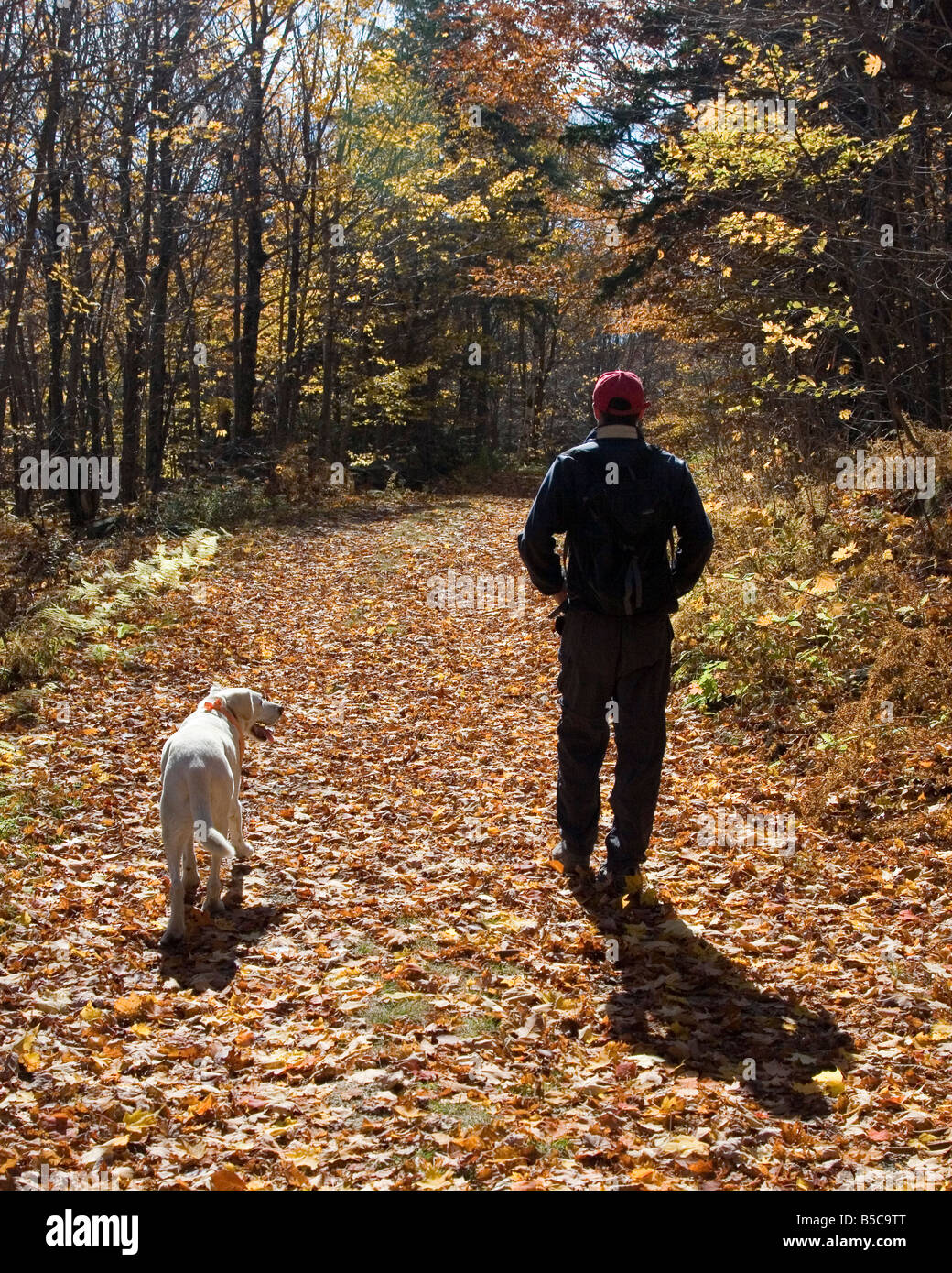 Walking the dog, walking with dog through the fallen leaves of a New