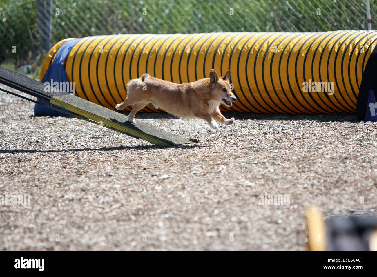 Welsh Corgi running down the bottom of an a frame at a dog agility trial. Stock Photo