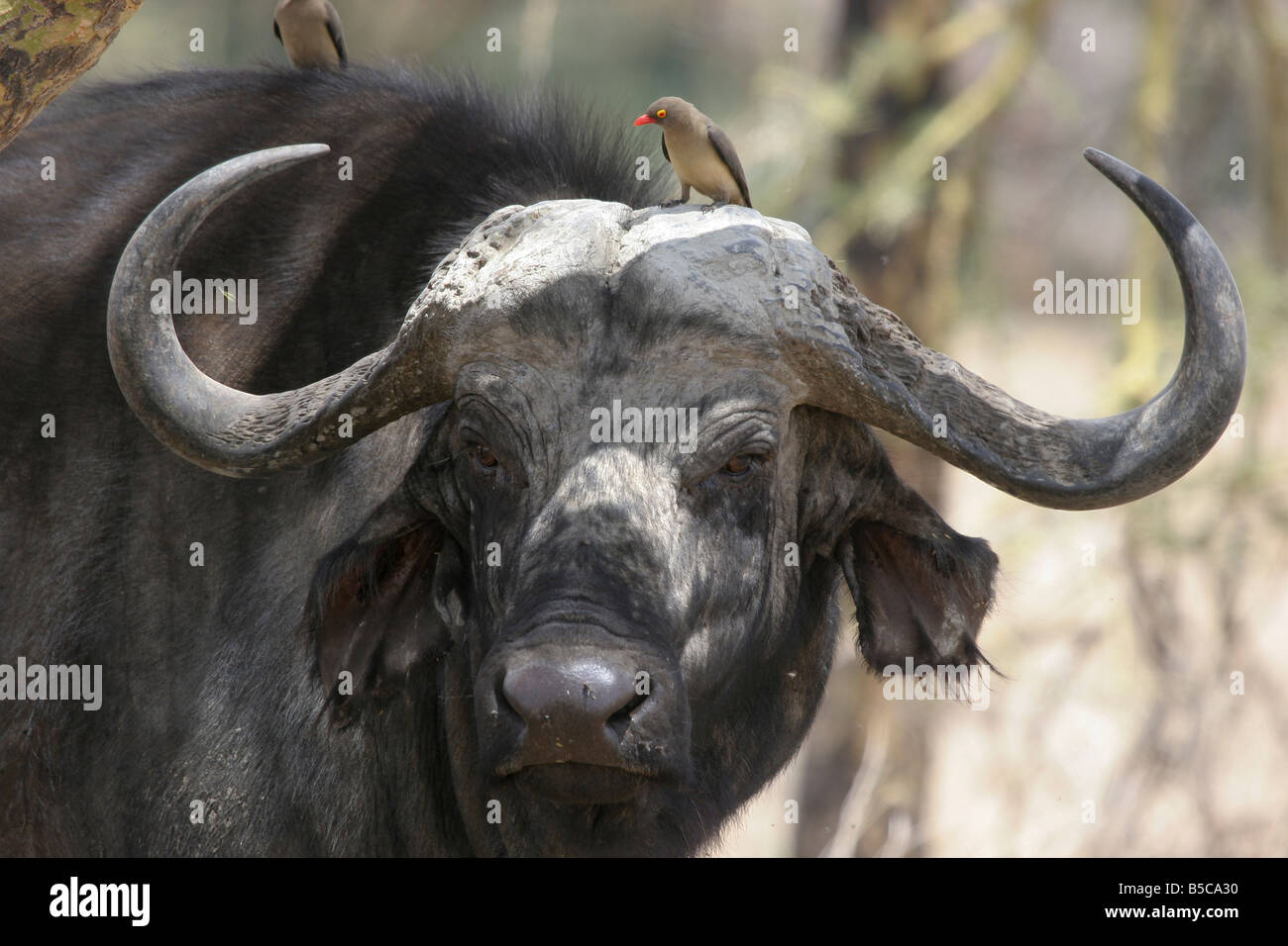 Water Buffalo Bubalus bubalis with Red-billed Oxpecker Buphagus erythrorhynchus on head at Nakuru NP, Kenya. Stock Photo