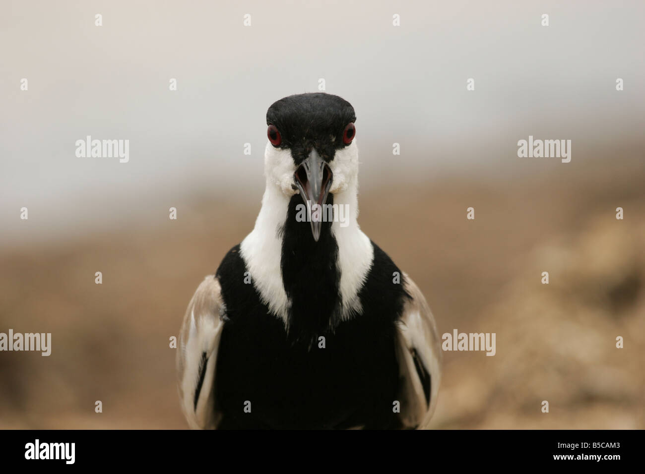 Spur-winged Plover Vanellus spinosus in threatening posture, calling to ...