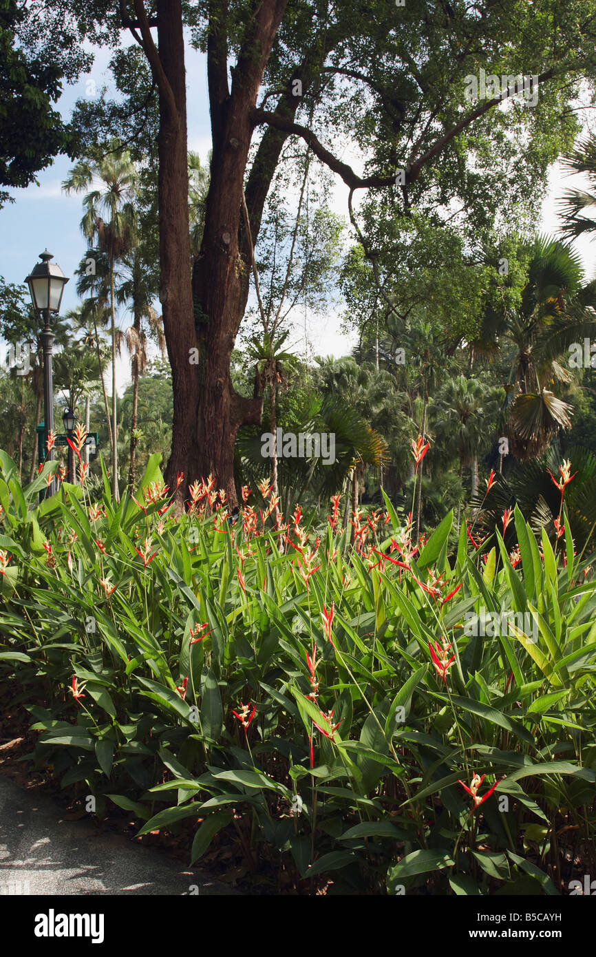 Heliconia Flowers In Singapore Botanic Gardens Stock Photo Alamy