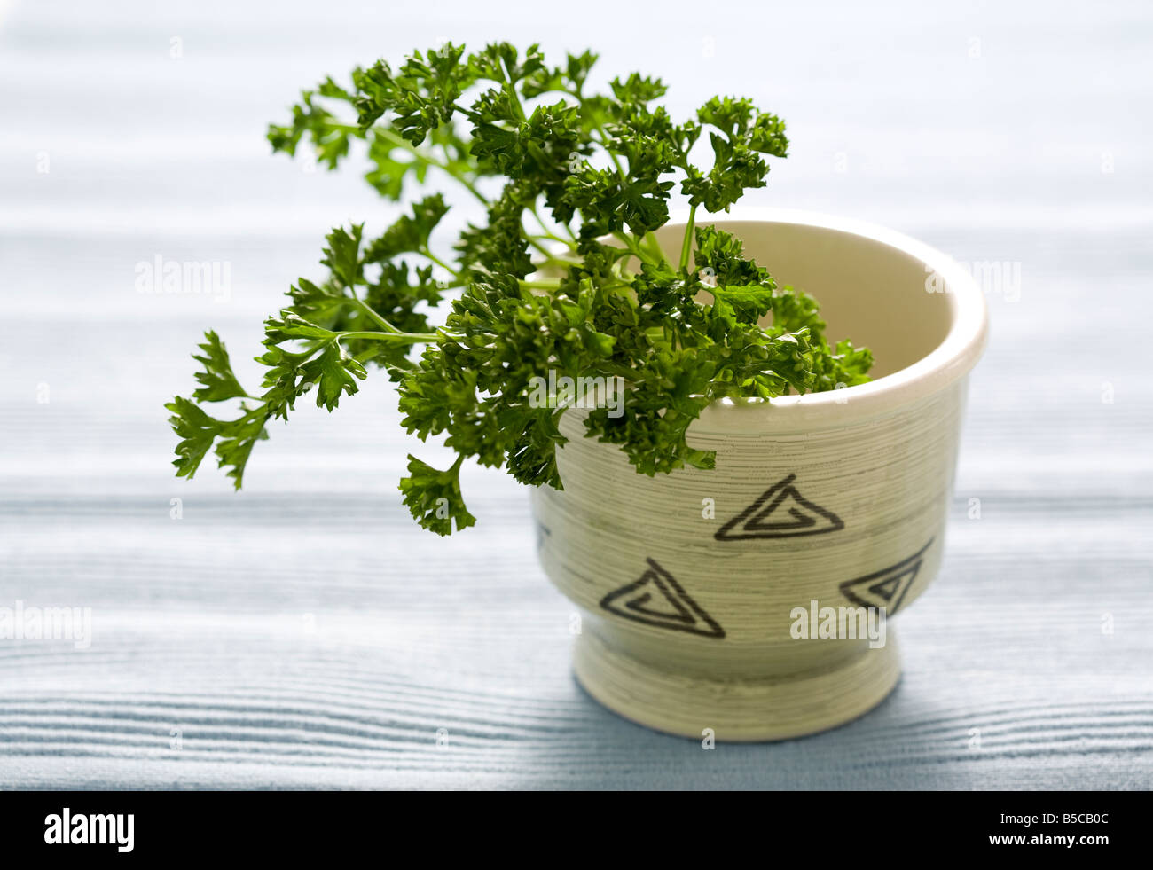 fresh branches of curley leaf parsley in a small ornate clay pot Stock Photo