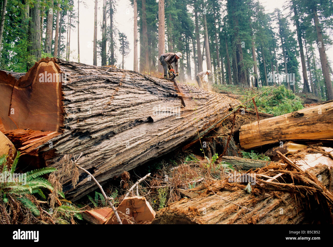 Loggers 'bucking' fallen Redwood log Stock Photo Alamy