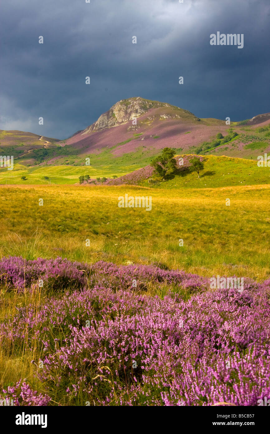 Scottish Highlands with Heather Stock Photo