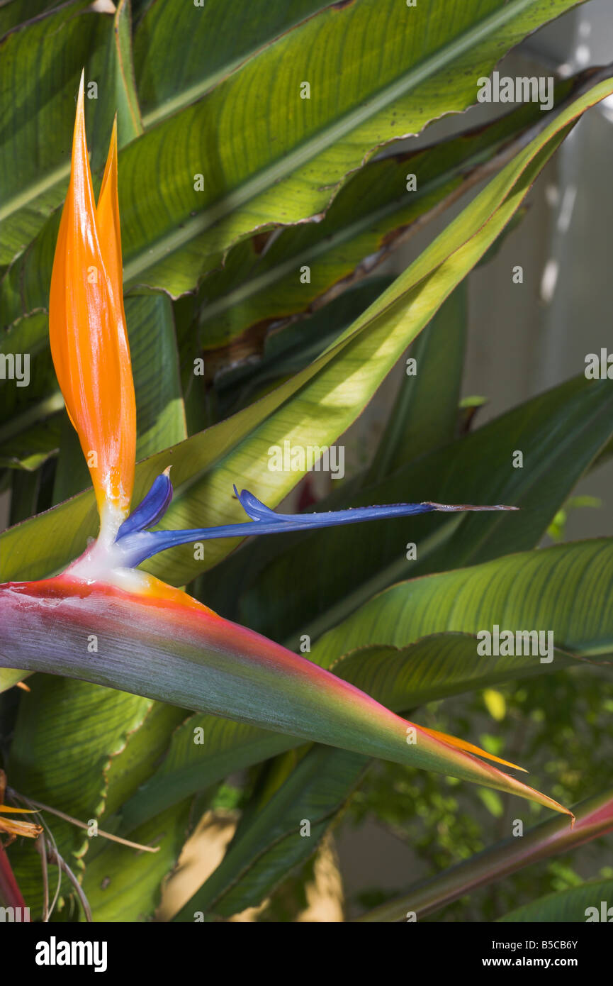 'Bird of Paradise' [Strelitzia reginae] Stock Photo