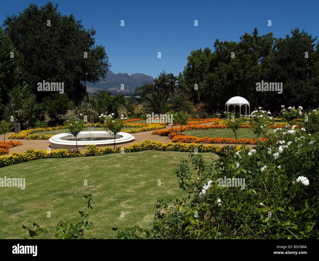 South Africa, Cape Town, garden flowers Stock Photo Alamy
