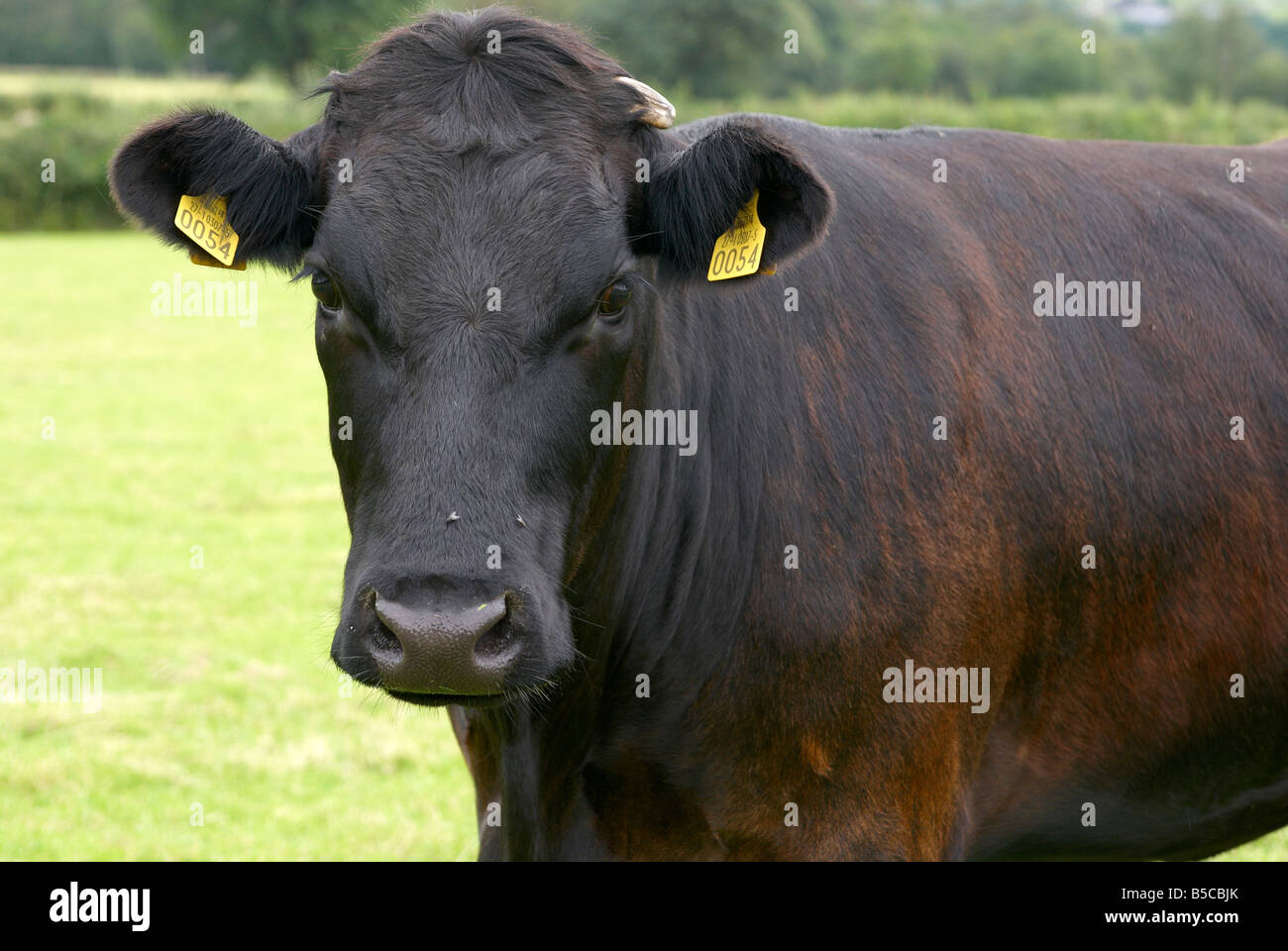 Black bullock showing yellow ear tags for identification, Coniston in the English Lake District Stock Photo