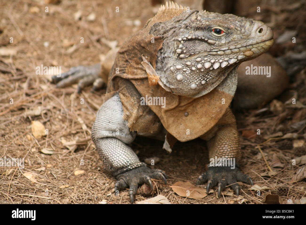 An Iguana shedding it's skin Stock Photo