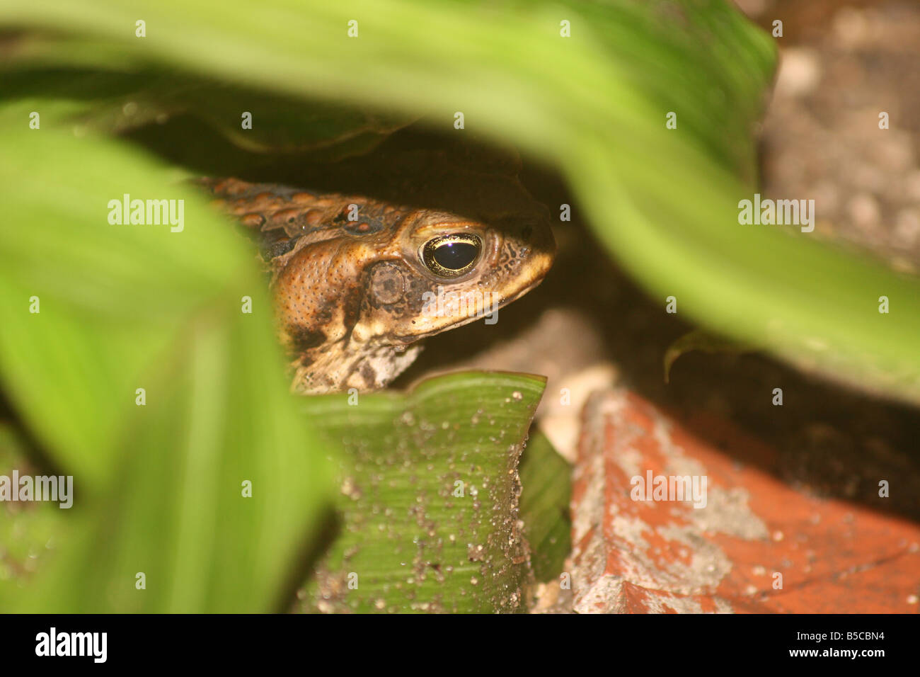 A juvenile cane toad hiding under a leaf Stock Photo