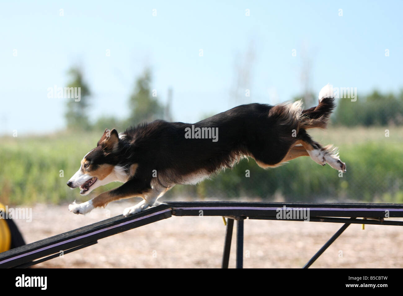 Border collie running across a dog walk at an agility trial. Stock Photo