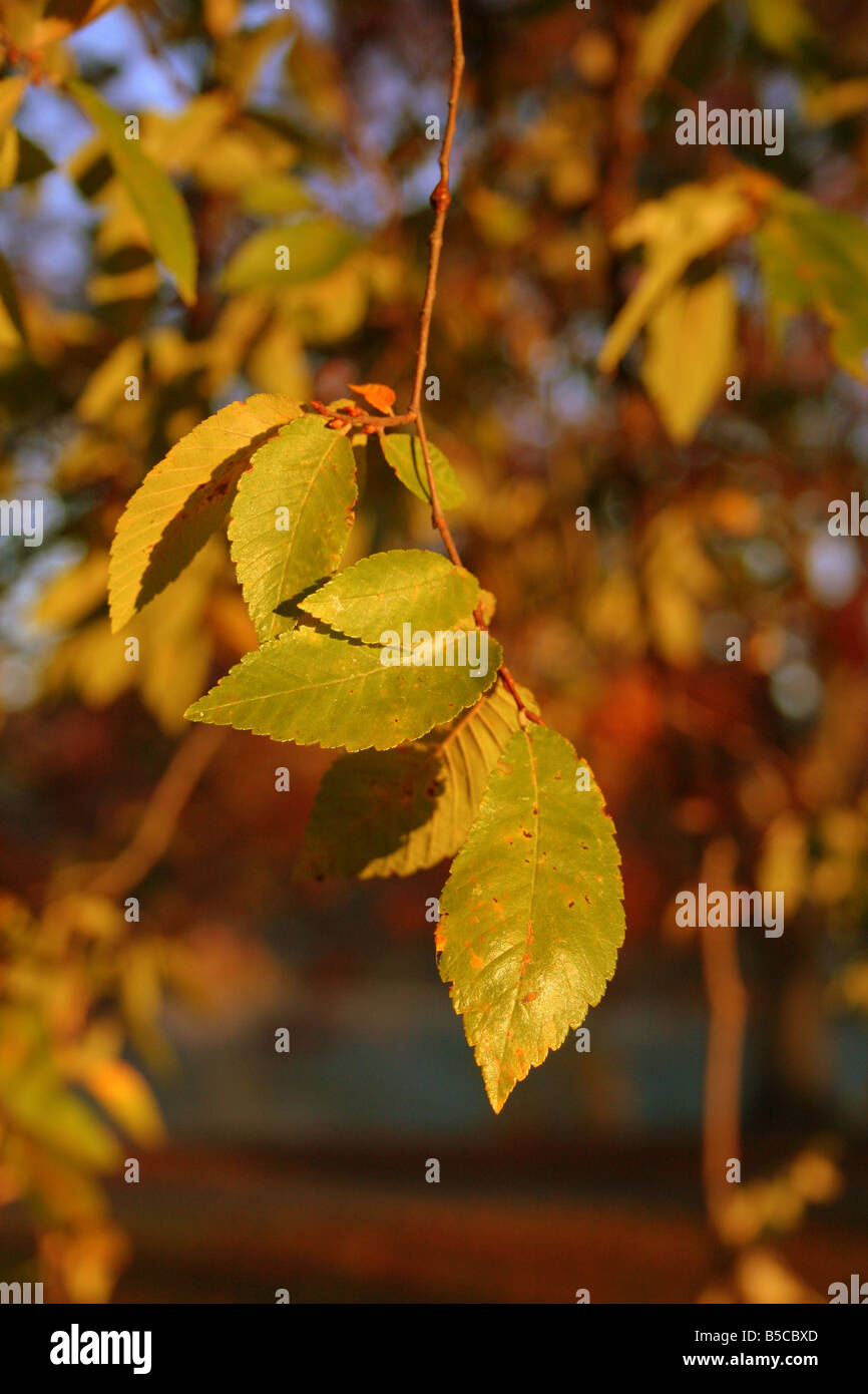 Morning light and fall color on the end of a tree branch in Piedmont Park, Atlanta Georgia Stock Photo