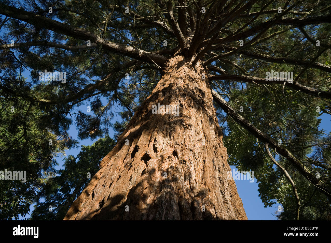 Sequoia sempervirens or giant redwood tree Wellingtonia Stock Photo