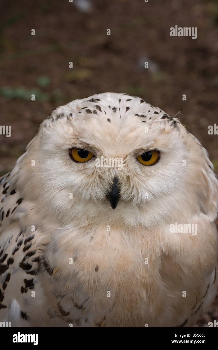 Snowy owl portrait Stock Photo