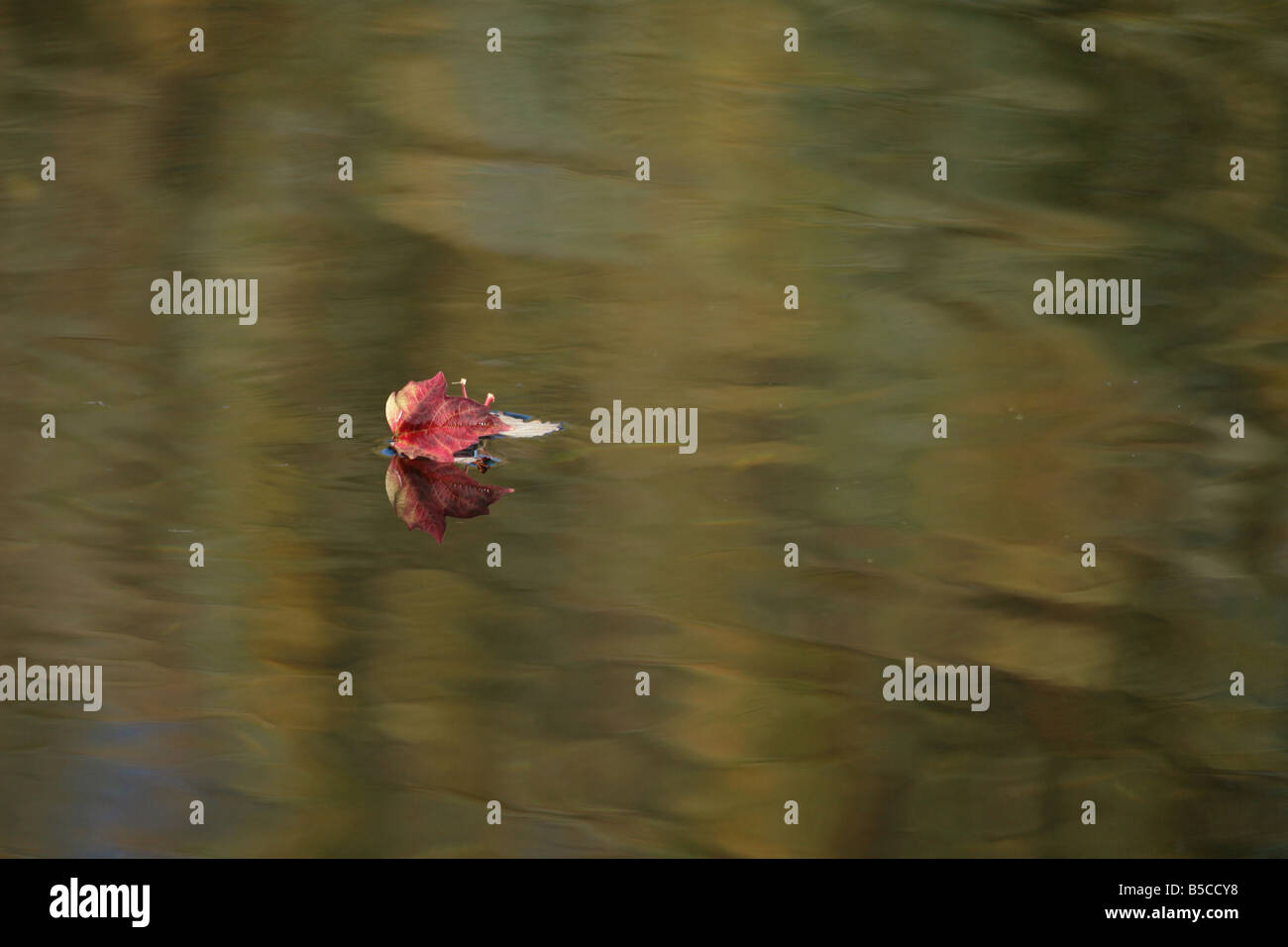 Autumn leaf floating on the surface of water Stock Photo - Alamy
