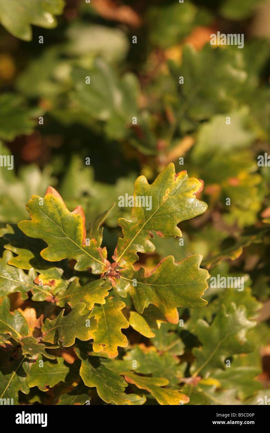 English Oak Tree Quercus robur leaves Stock Photo Alamy
