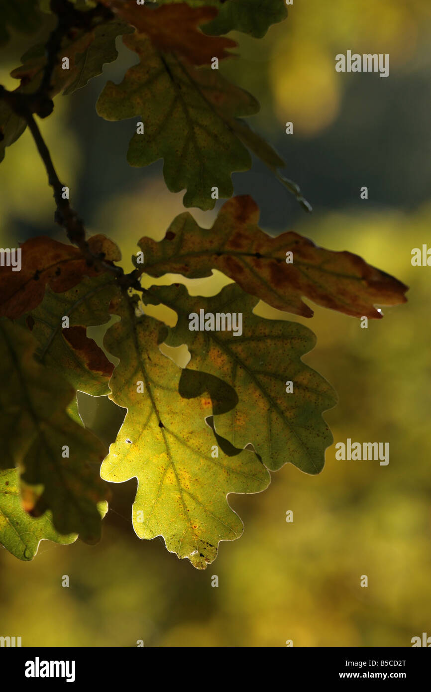 English Oak Tree Quercus robur leaves Stock Photo - Alamy