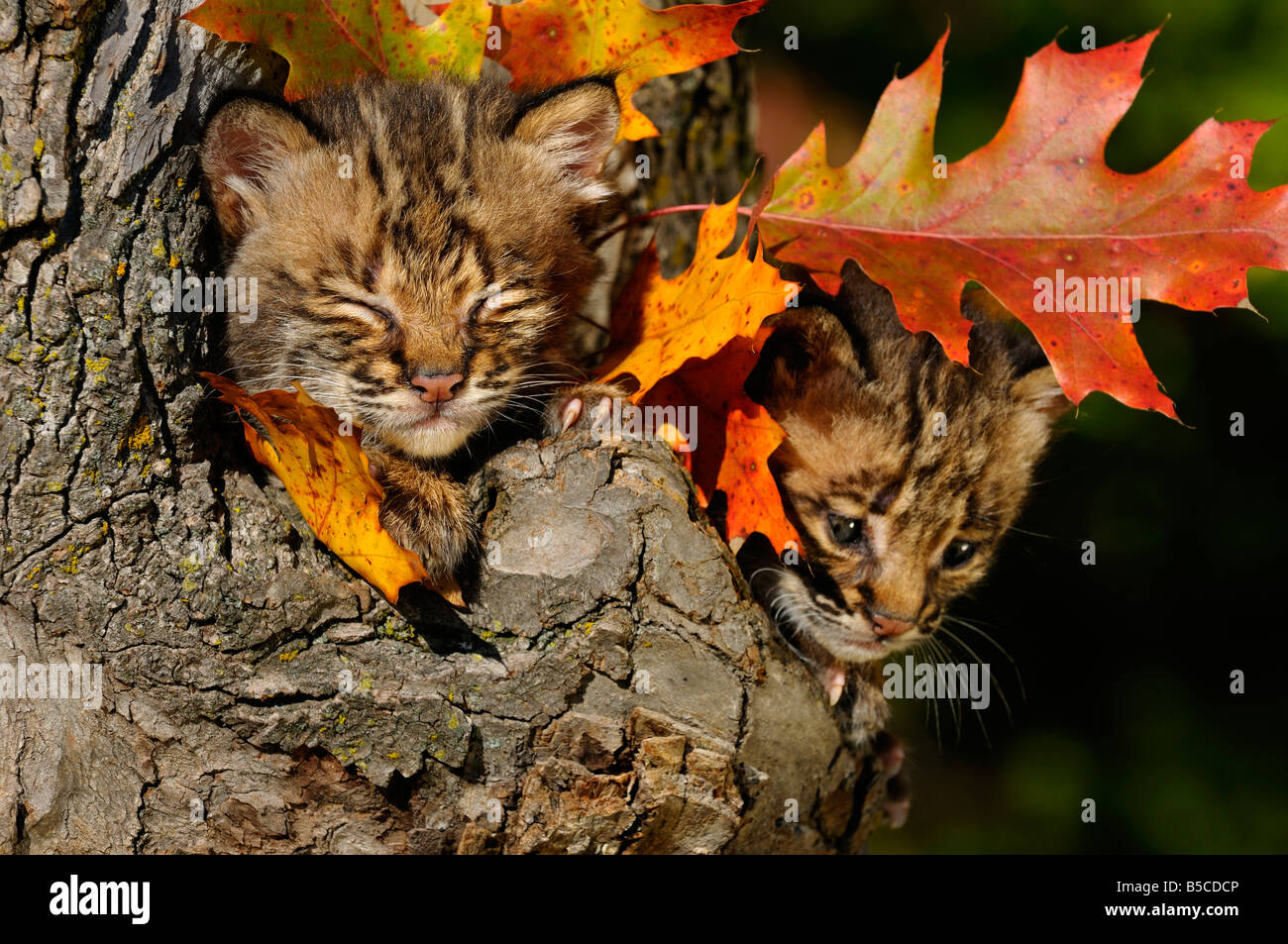 Sleepy and worried Bobcat kittens camouflaged and safe in a tree hollow den with Fall colored oak leaves Stock Photo