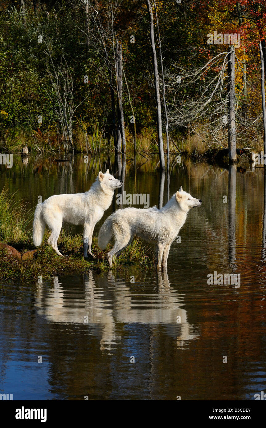 Two Arctic Wolves watching waterfowl reflected at the edge of a lake with an Autumn forest Stock Photo