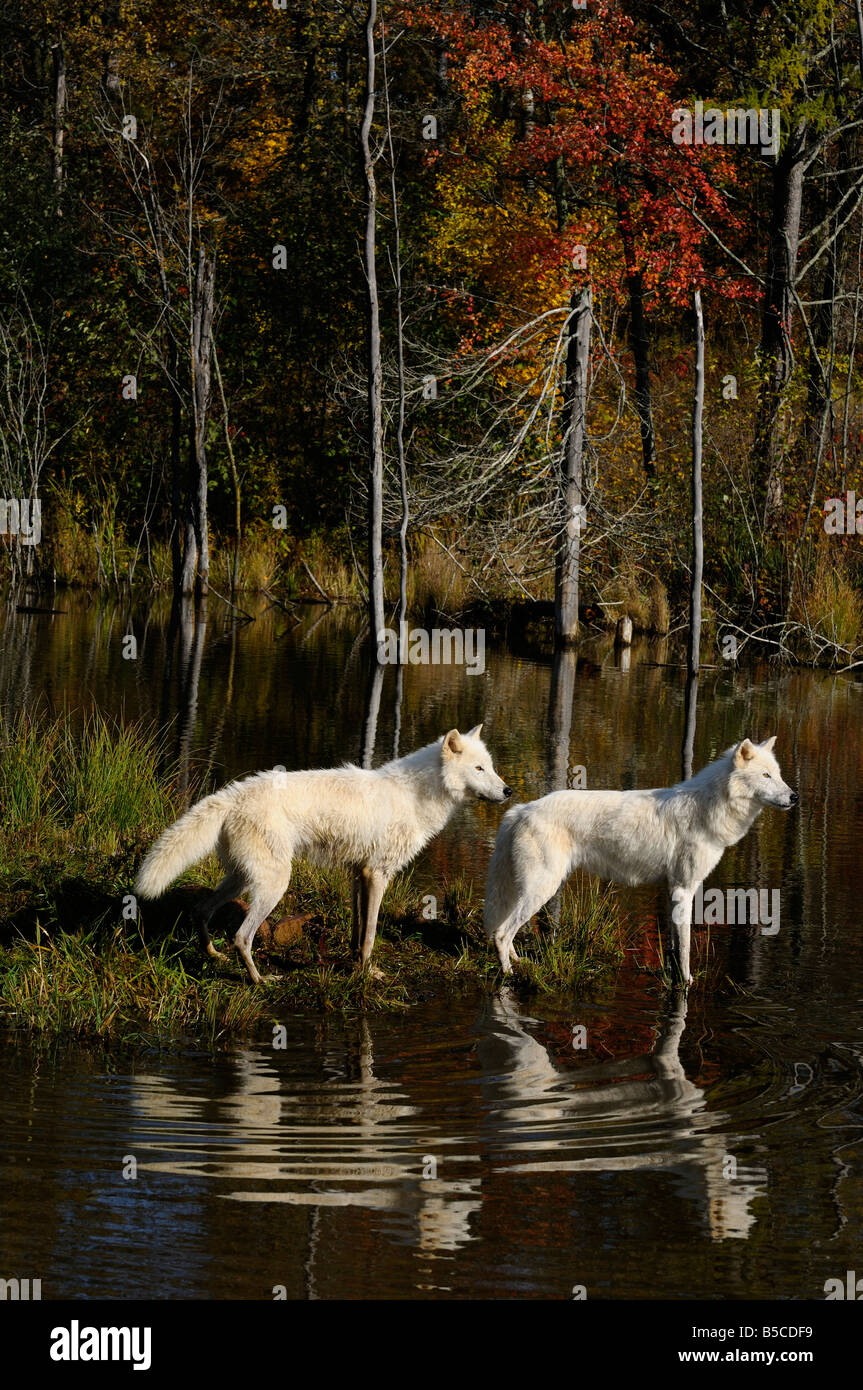Two watchful Arctic Wolves standing at the edge of a lake with an Autumn forest Canis Lupus arctos Minnesota USA Stock Photo