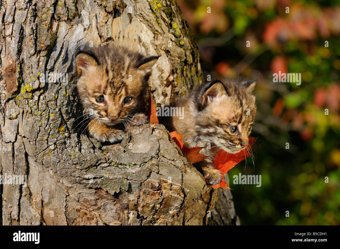 Pair of frightened Bobcat kittens peeking out from the hollow of a tree in Autumn Canis Lynx Rufus Minnesota USA Stock Photo