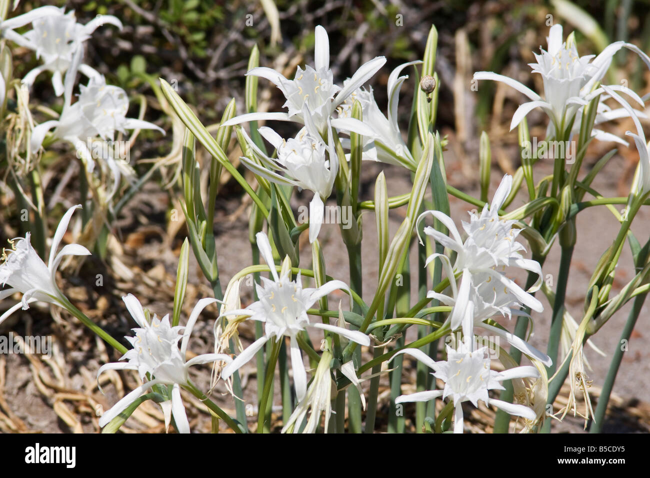 White Sea Daffodil or Sea Lily (Pancratium maritimum) on the beach, Island of Rhodes, Dodecanese, Greece Stock Photo