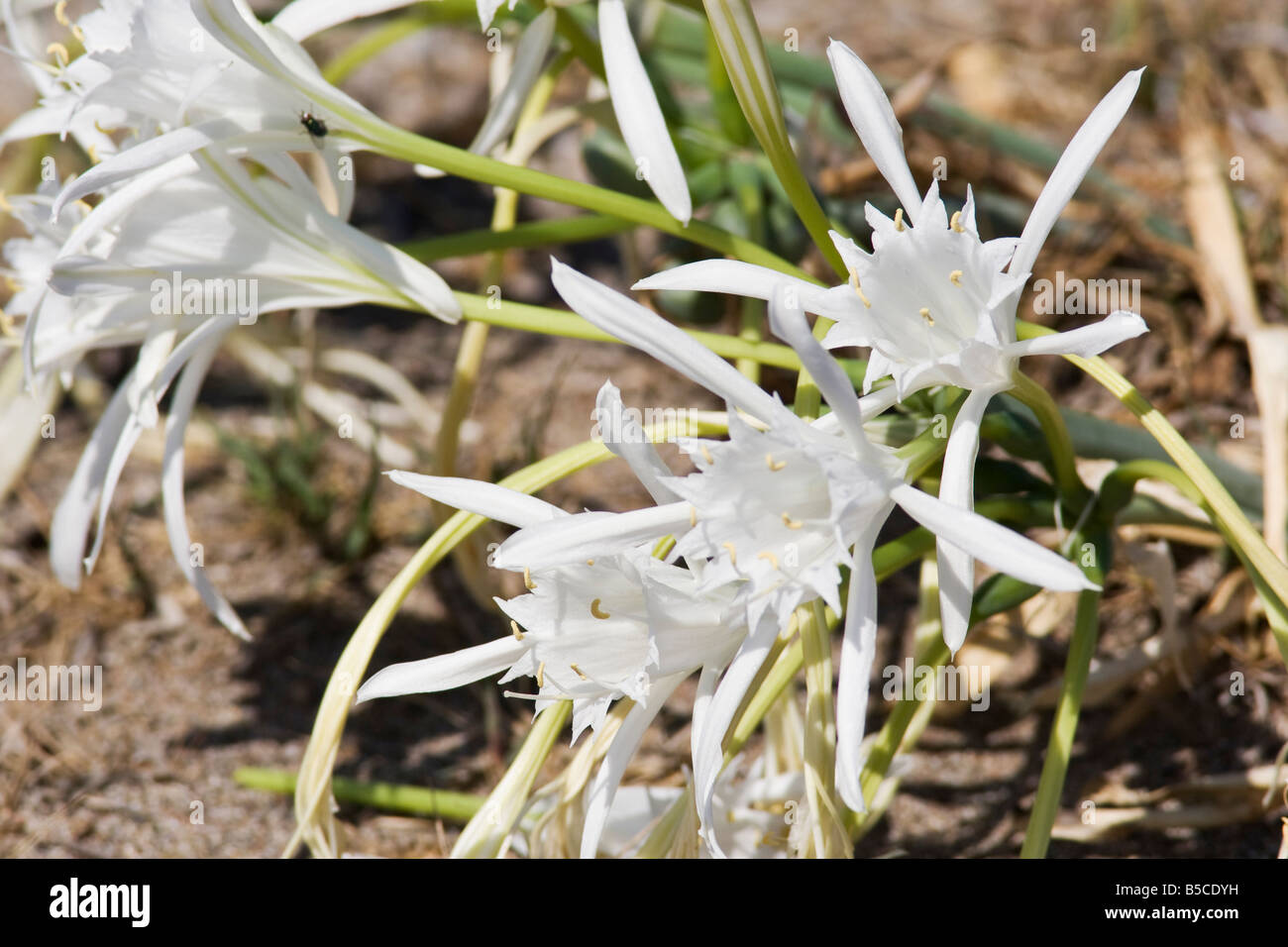 White Sea Daffodil or Sea Lily (Pancratium maritimum) on the beach, Island of Rhodes, Dodecanese, Greece Stock Photo
