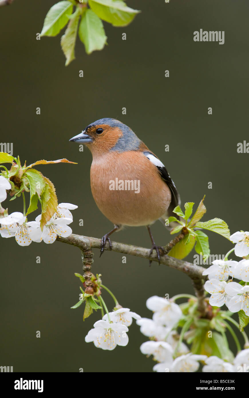 caffinch perched on branch with white blossom Stock Photo