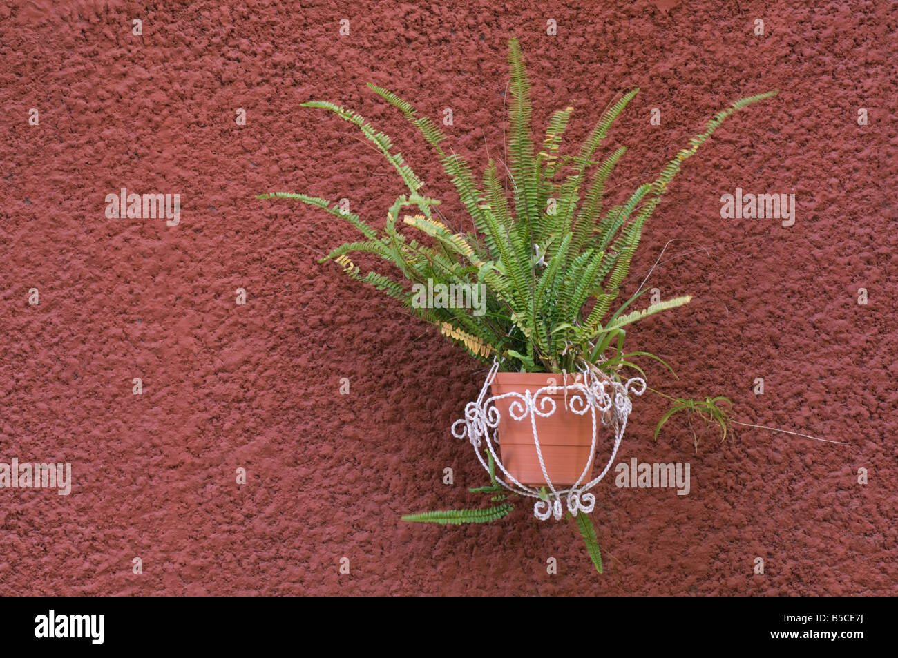 Flower pot and colorful wall in colonial Mexico Stock Photo - Alamy