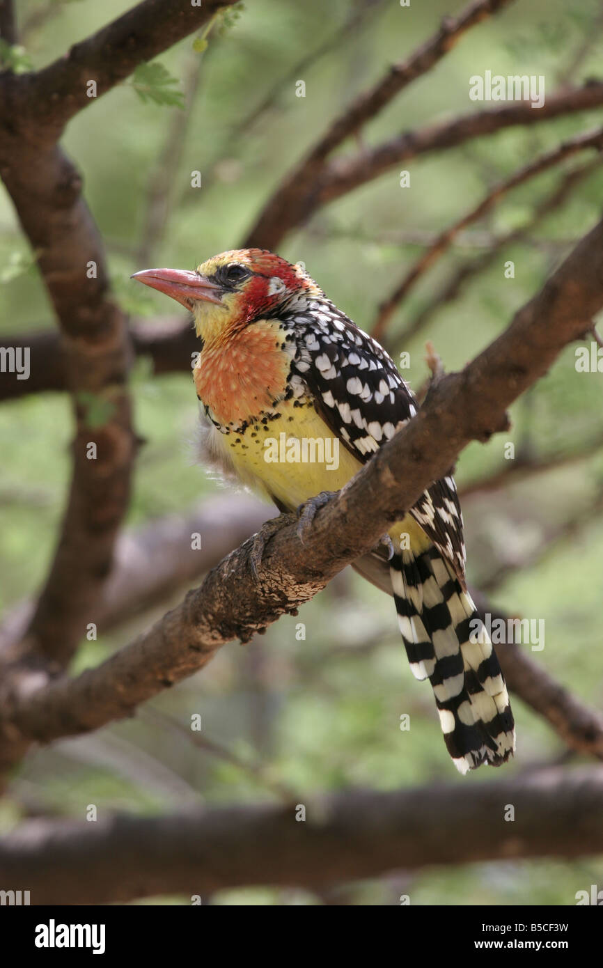 Redandyellow Barbet Trachyphonus erythrocephalus sitting in tree at