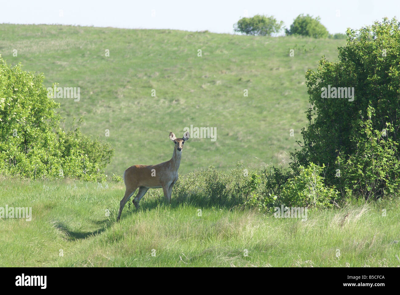 A whitetail doe stands along some shrubs in North Dakota Stock Photo