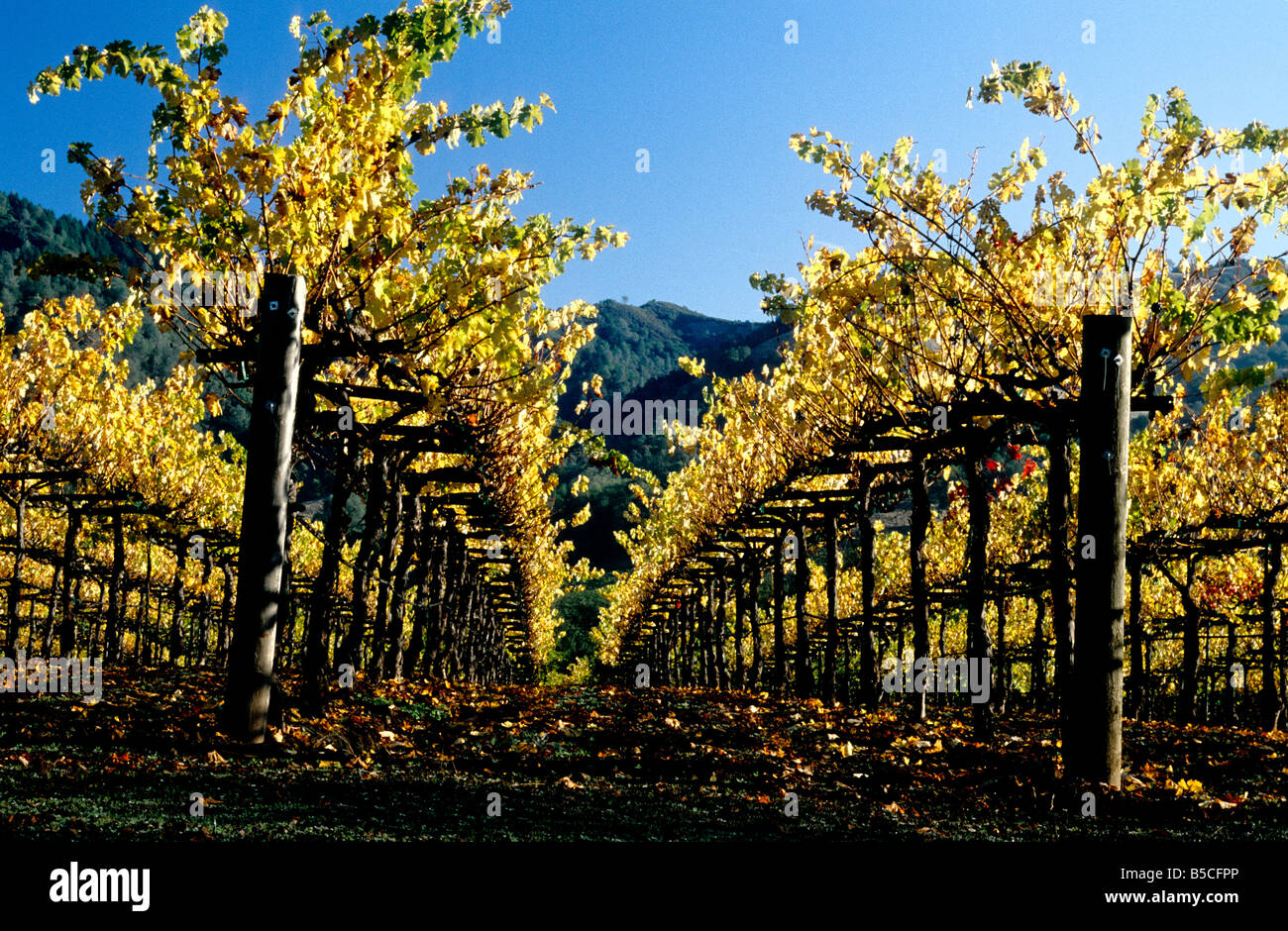 Vineyard in fall foliage. Stock Photo