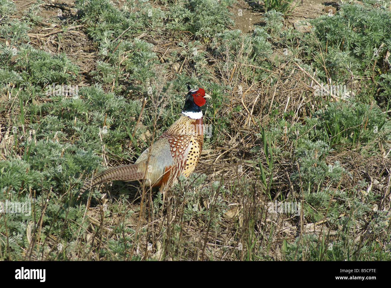 A Chinese ringneced pheasant struts through some weeds and stalks on a field edge in North Dakota Stock Photo