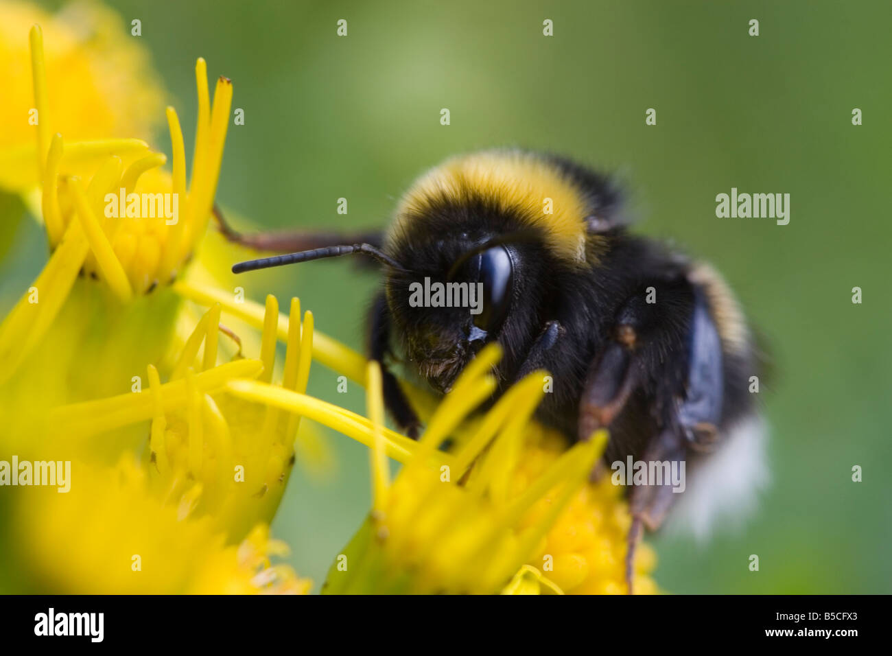 White Tailed Bumble Bee Hi-res Stock Photography And Images - Alamy