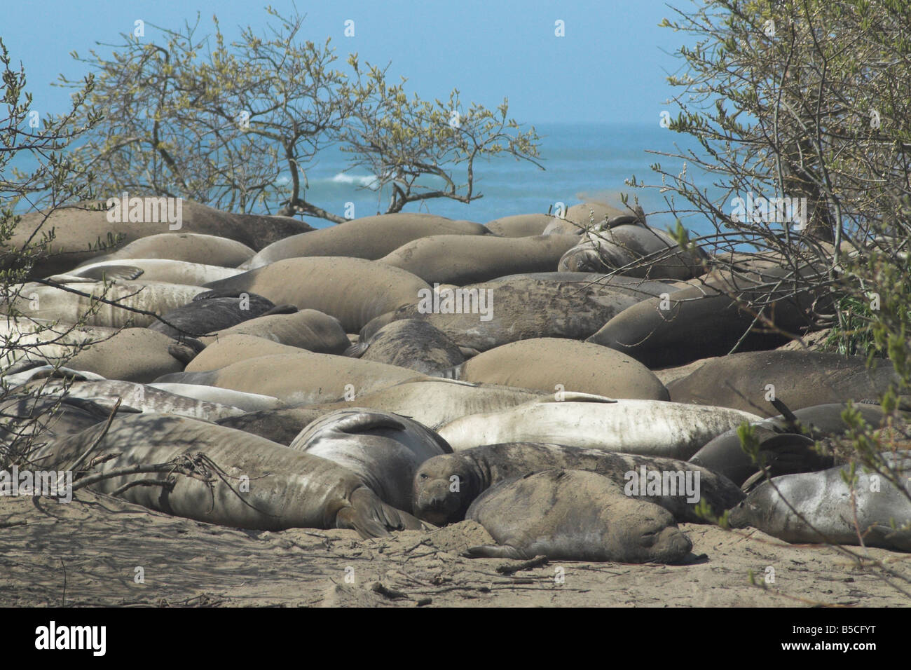Ano Nuevo State Park weaner Elephant Seals having a sand bath Stock Photo