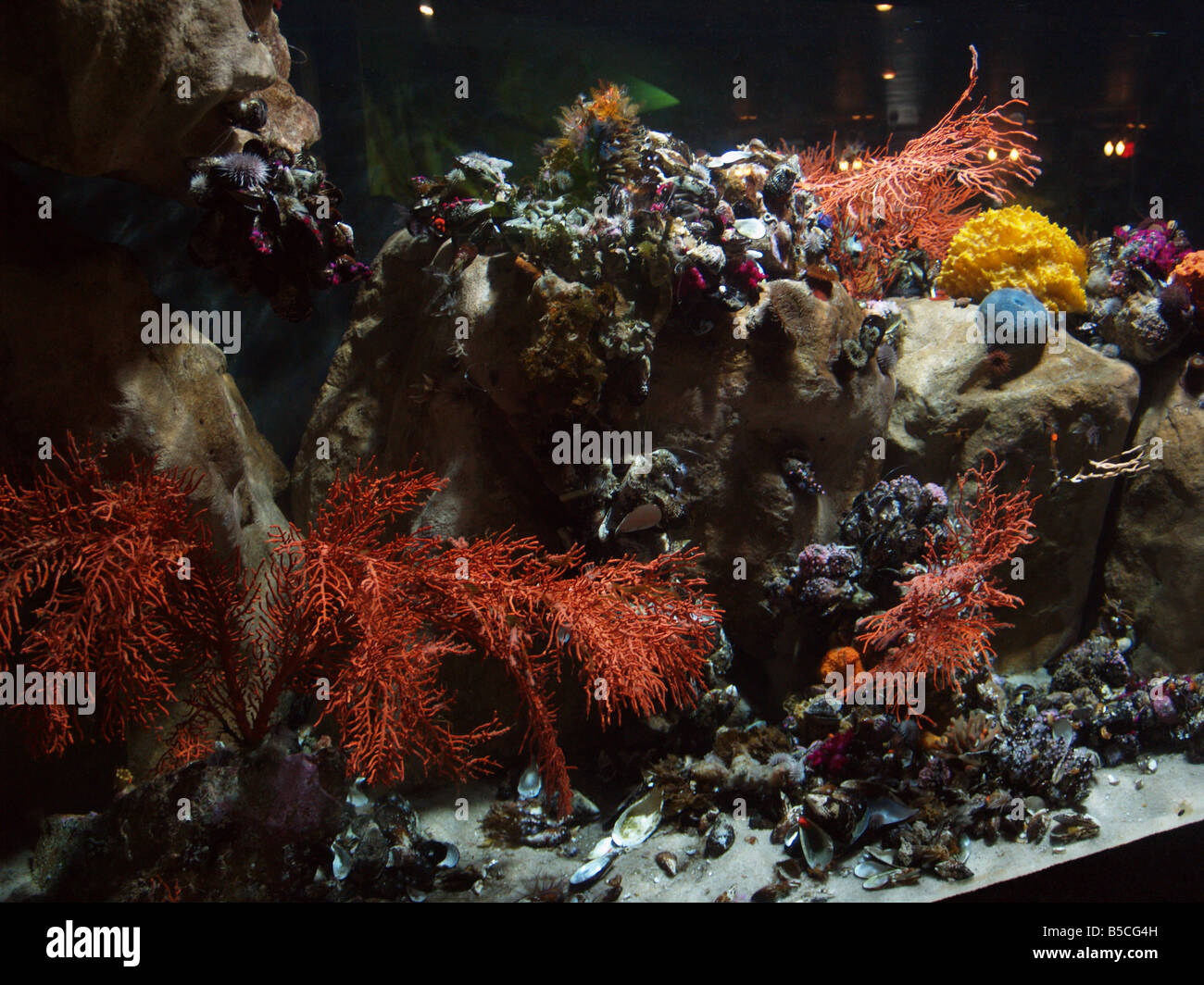 South Africa, Cape Town, aquarium, corals Stock Photo Alamy