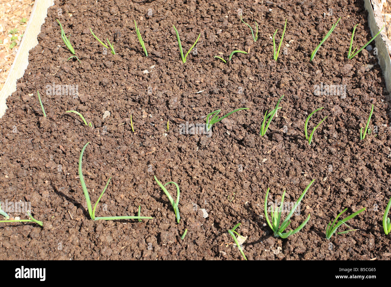 MULCHING GROWING ONION SETS FOR WEED CONTROL FEEDING AND WATER