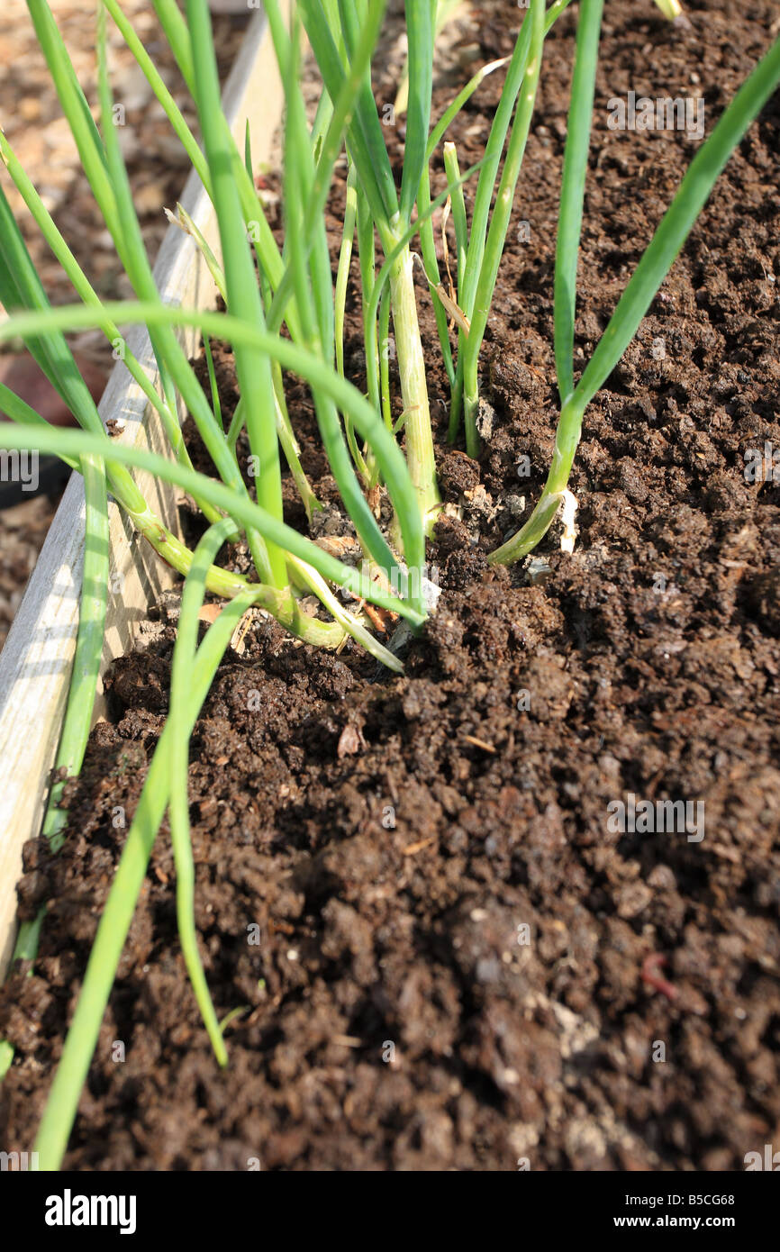 MULCHING GROWING SHALLOTS FOR WEED CONTROL MOISTURE RETENTION AND FEEDING Stock Photo
