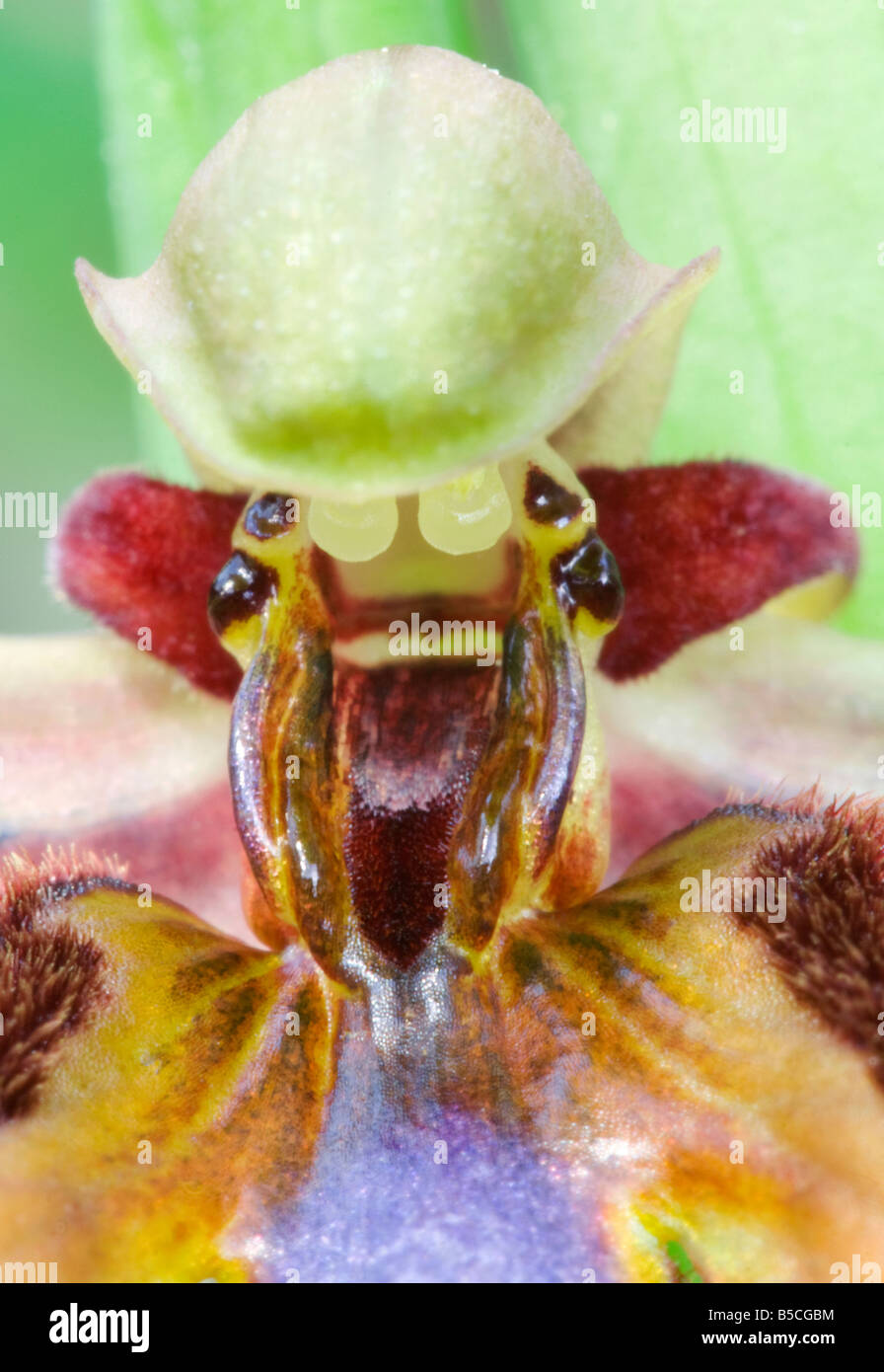 The Mirrored Ophrys , Mirror orchid , Ophrys speculum Stock Photo