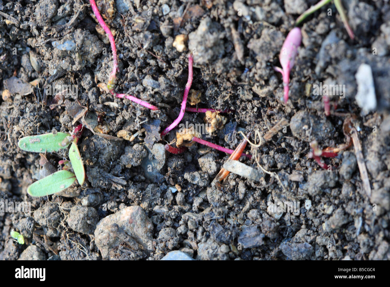 BEETROOT SEEDLINGS DAMAGED BY FORAGING WOOD MICE Stock Photo Alamy