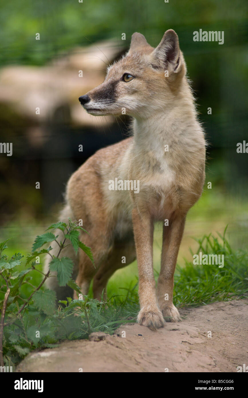 Corsax fox vulpes Corsac in Dumfries and Galloway wildlife park Scotland Stock Photo