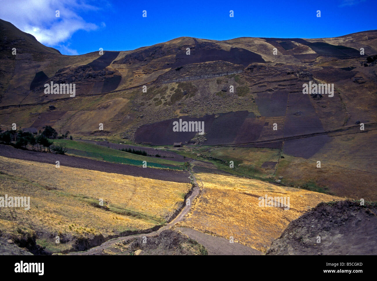 agriculture, agricultural fields, food crop, crops, cropland, farms