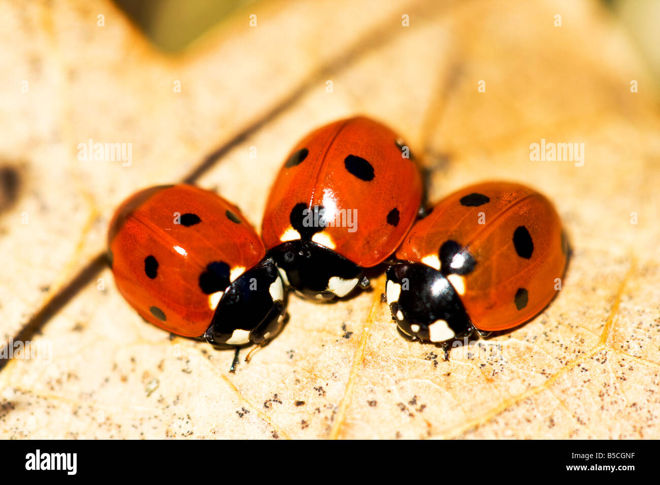 6 spot ladybirds hi-res stock photography and images - Alamy, image size:1300x956