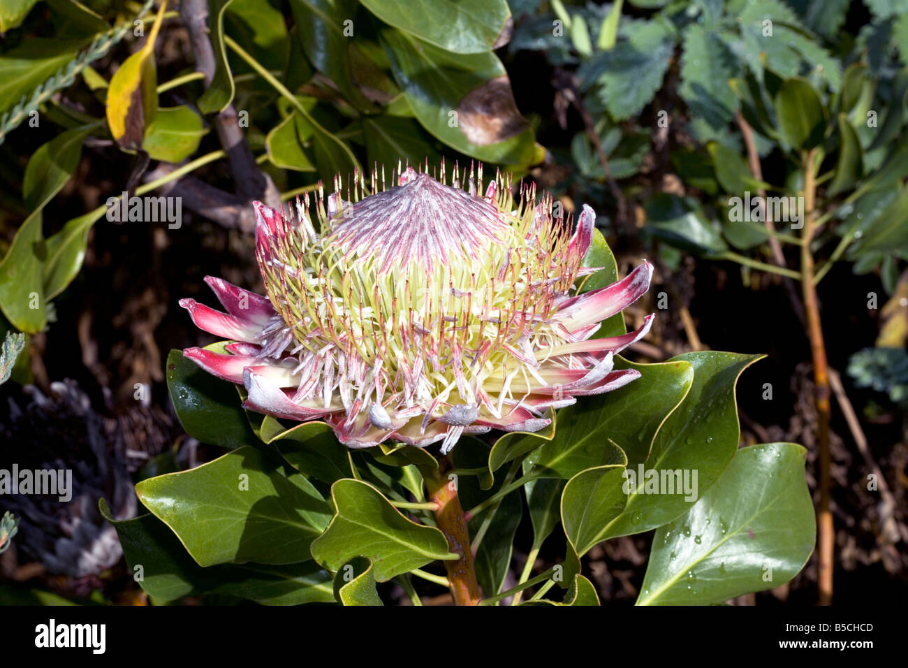 King Protea-Protea cynaroides-Family Proteaceae Stock Photo