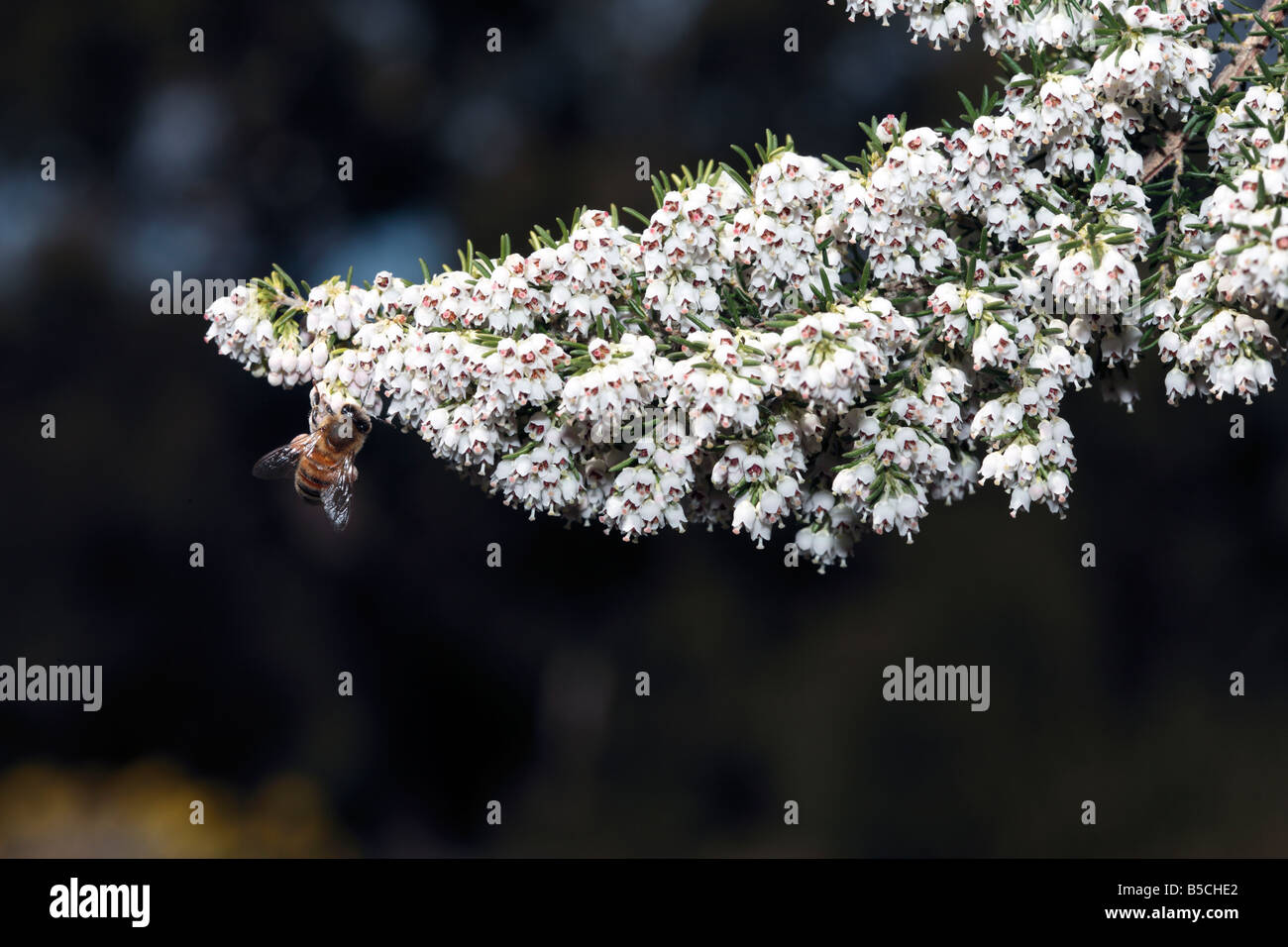 Honey Bee collecting pollen from Tree Heath flowers-Apis mellifera and Erica arborea Stock Photo